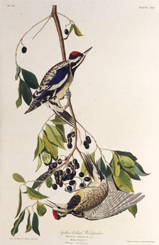 The yellow-bellied sapsucker. From "The Birds of America", 1827-1838. Creator: Audubon, John James (1785-1851).