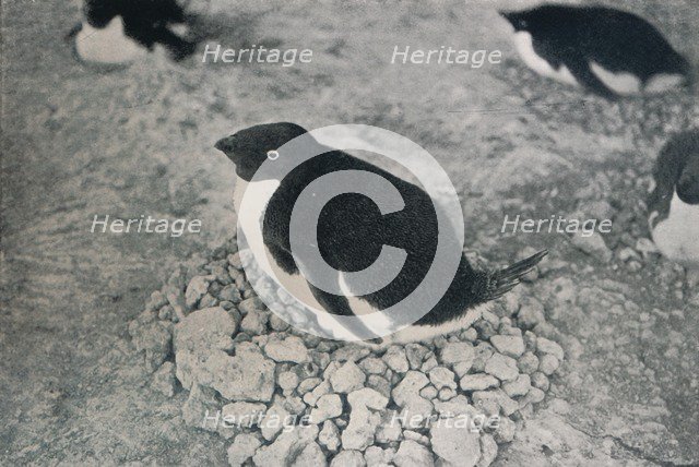 'This Penguin Has An Industrious Mate', c1911, (1913). Artist: Herbert Ponting.