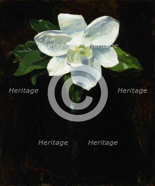 Magnolia, 1895. Creator: Charles Walter Stetson.