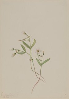 Spring Beauty (Claytonia lanceolata), 1916. Creator: Mary Vaux Walcott.