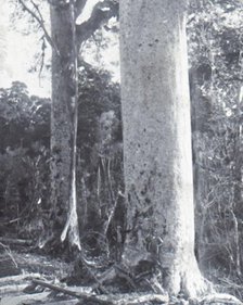 'Giant Kauri Tree', late 19th-early 20th century.  Creator: Unknown.