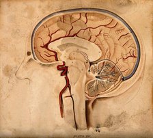 Brain: lateral section, 1820-1827. Creator: William Home Lizars.