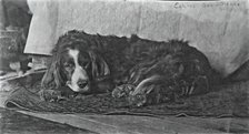 Eakins's Dog "Harry", c. 1880-1890. Creator: Thomas Eakins.