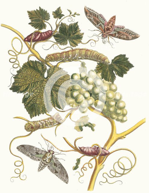 Vigne blanche d'Amerique. From the Book Metamorphosis insectorum Surinamensium, 1705. Creator: Merian, Maria Sibylla (1647-1717).