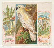 Yellow-Crested Cockatoo, from Birds of the Tropics series (N38) for Allen & Ginter Cigaret..., 1889. Creator: Allen & Ginter.
