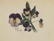 Untitled (Pansies), 1875. Creator: Mary Vaux Walcott.