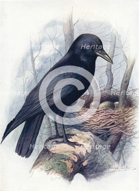 'Carrion-Crow - Cor'vus coro'ne', c1910, (1910). Artist: George James Rankin.