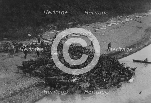 Reindeer, between c1900 and 1923. Creator: Unknown.