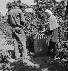 Migratory hop pickers, man and wife, work together, Oregon. Polk County, near Independence, 1939. Creator: Dorothea Lange.
