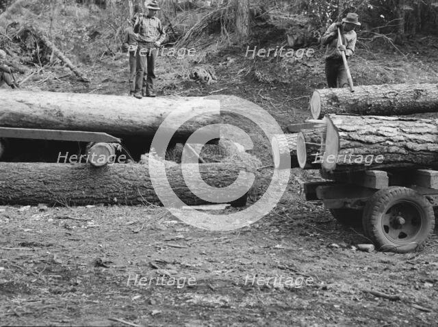 Members of Ola self-help sawmill co-op rolling white fir log..., Gem County, Idaho, 1939. Creator: Dorothea Lange.