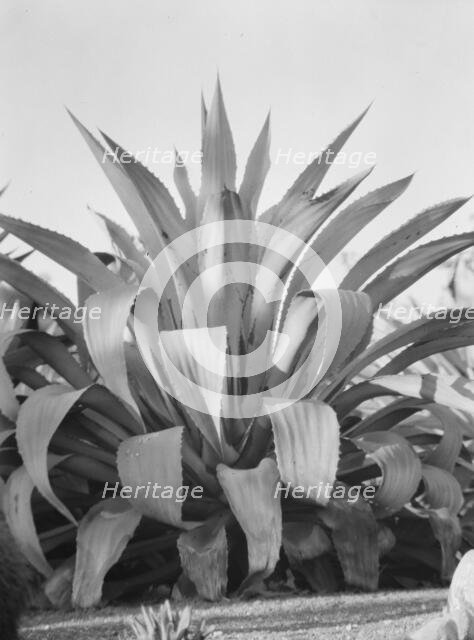 Travel views of the American Southwest, between 1899 and 1928. Creator: Arnold Genthe.