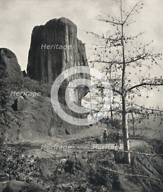 'Baumwollbaum (Bombax malabaricum) mit reifen Samen', 1926. Artist: Unknown.