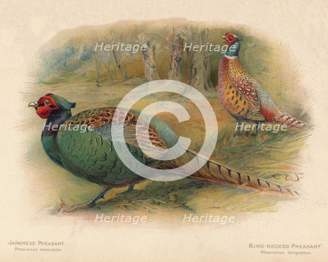 'Japanese Pheasant (Phasaianus versicolor), Ring-Necked Pheasant (Phasaianus torquatus)', 1900, (190 Artist: Charles Whymper.