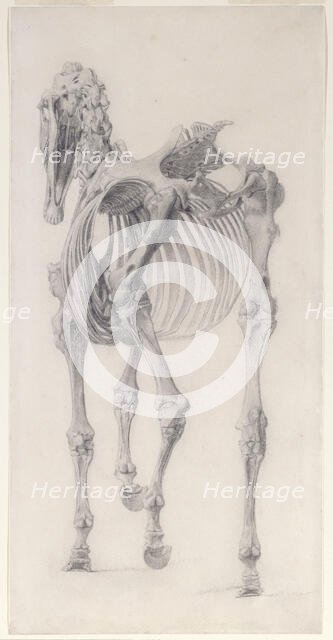 Finished study for 'The Third Anatomical Table of the Skeleton of the Horse', 1756. Creator: George Stubbs.