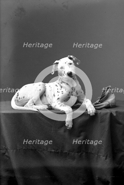 A posing Dalmatian, Landskrona, Sweden, 1910. Artist: Unknown