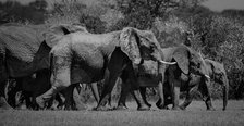 Traveling Elephants. Creator: Viet Chu.