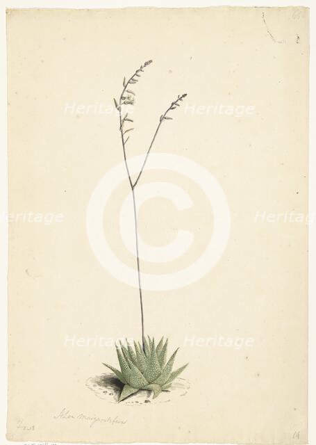 Flowering Aloe, 1668-1729. Creator: Vincent Laurentz van der Vinne I.