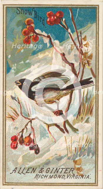 Snow Bird, from the Birds of America series (N4) for Allen & Ginter Cigarettes Brands, 1888. Creator: Allen & Ginter.