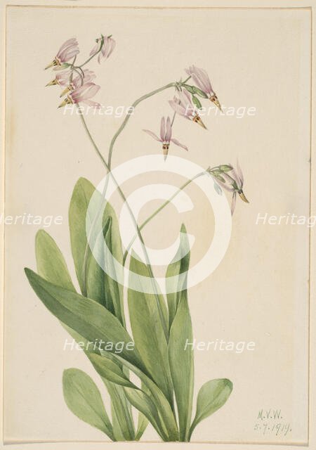 Shooting Star (Dodecatheon meadia), 1919. Creator: Mary Vaux Walcott.