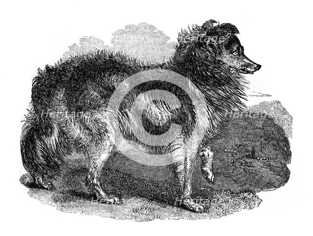 'Shepherd's dog', 1848. Artist: Unknown