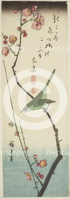 Bush warbler on plum branch, c. 1843/47. Creator: Ando Hiroshige.