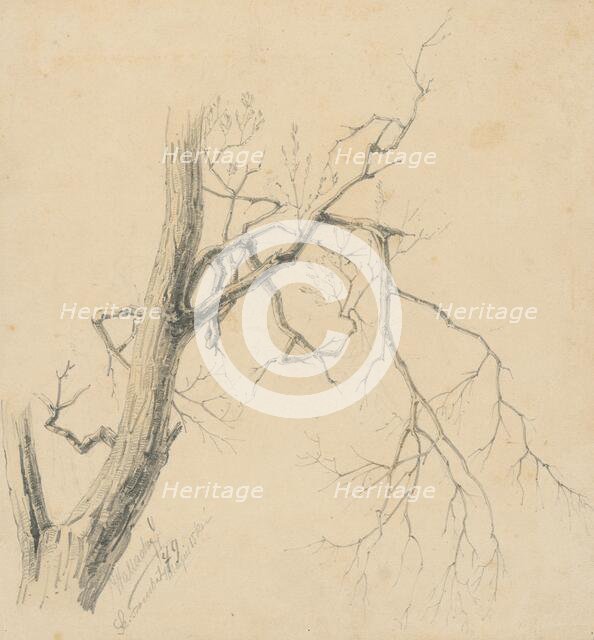 Study of a tree, 1879. Creator: Eugen Wallachy.