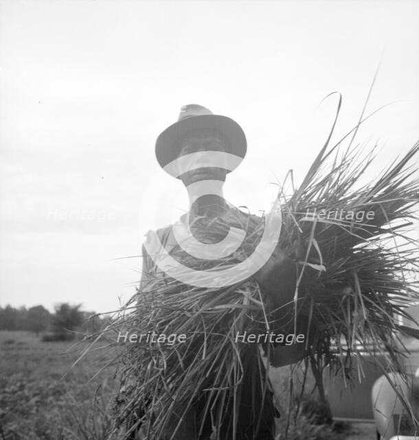 Old time Negro living on cotton patch near Vicksburg, Mississippi, 1936. Creator: Dorothea Lange.