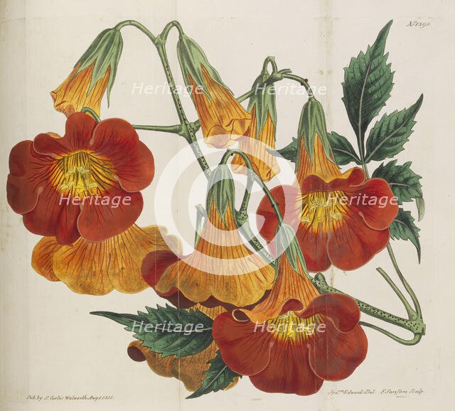 Botanical Magazine, 1787-1833. Creator: Curtis, William (1746-1799).