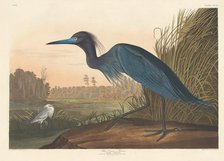 Blue Crane or Heron, 1836. Creator: Robert Havell.