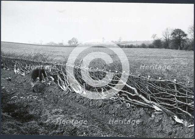 Hedgelaying near Kilworth, Harborough, Leicestershire, 1930s. Creator: J Dixon Scott.