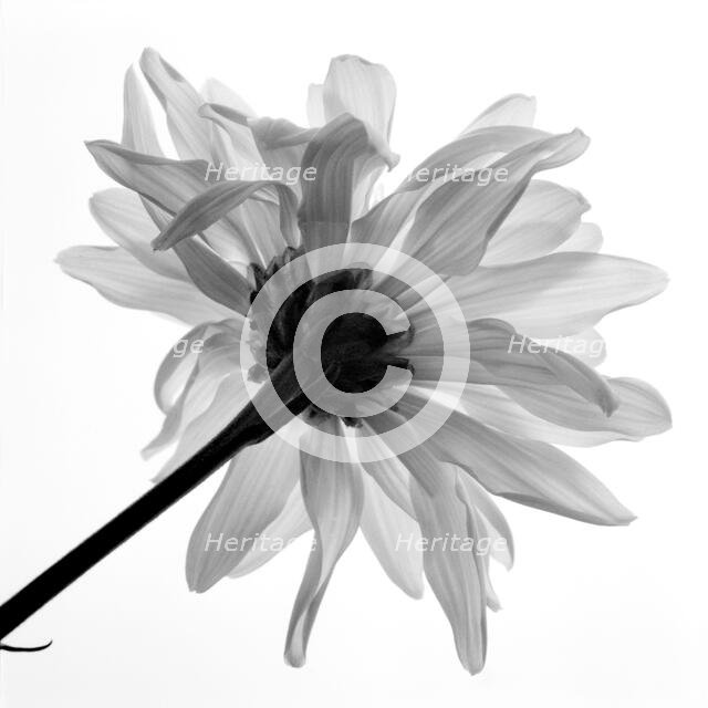 Daisy. Creator: Tom Artin.