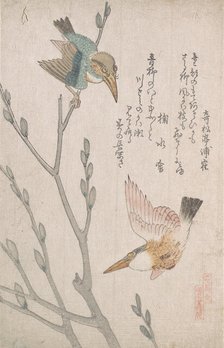 Kingfishers and Pussy-willow, 19th century. Creator: Kubo Shunman.