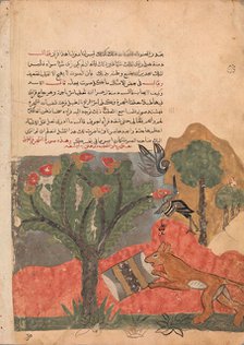 The Fox and the Drum, Folio from a Kalila wa Dimna, 18th century. Creator: Unknown.