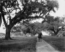 Oak avenue at Ashley Hall, Charleston, S.C., between 1900 and 1906. Creator: William H. Jackson.