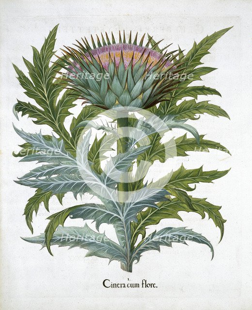 Cardoon, 1613. Artist: Unknown