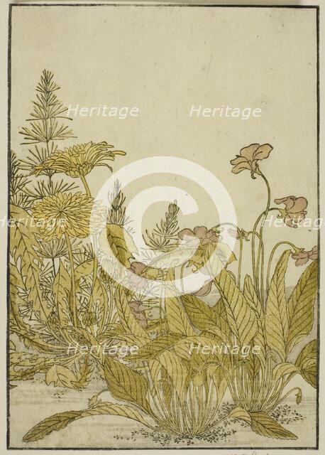 Spring Flowers: Violets and Dandelions, from the book "Mirror of Beautiful Women of the..., 1776. Creator: Shunsho.