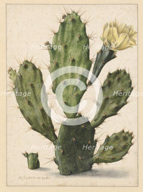 Pear Cactus in Bloom, 1683. Creator: Herman Saftleven the Younger.