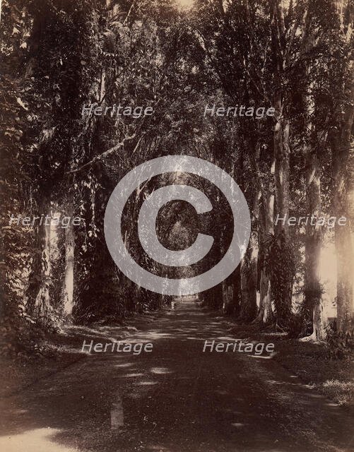 Buitenzorg Allie, Java, 1860s-70s. Creator: Unknown.