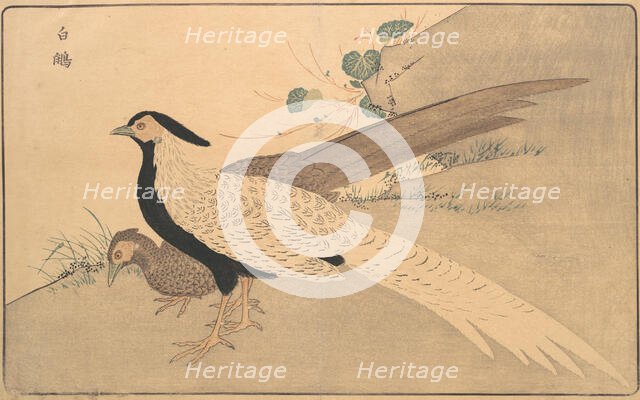 Bai xian, 1789. Creator: Kitao Masayoshi.