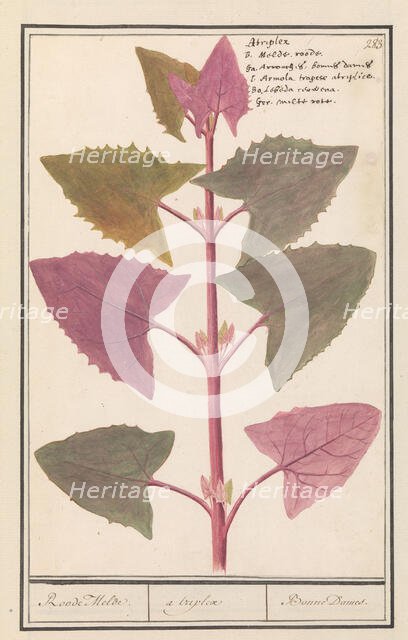 Garden orache (Atriplex hortensis), 1596-1610. Creators: Anselmus de Boodt, Elias Verhulst.
