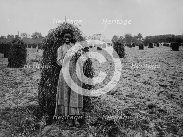 Polly in the peanut patch, between 1900 and 1905. Creator: Unknown.