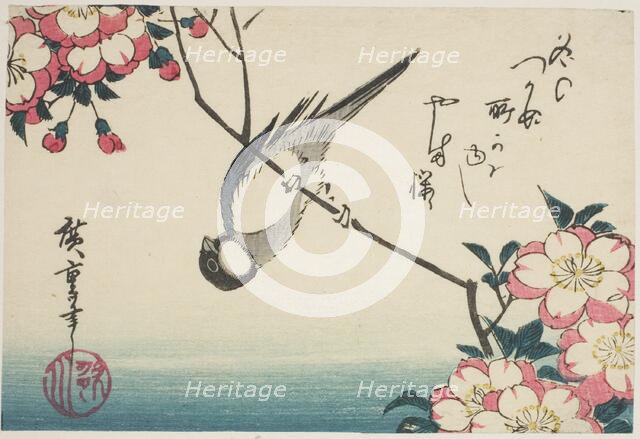 Great tit on cherry blossom branch, 1830s. Creator: Ando Hiroshige.