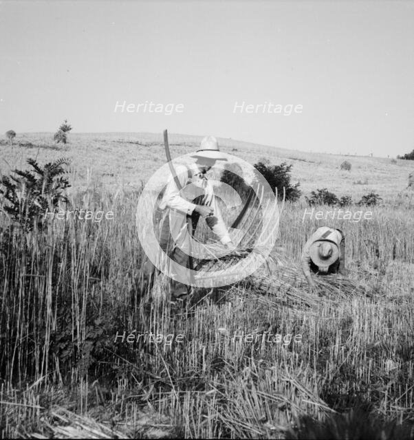 Cradling wheat near Christianburg, Virginia, 1936. Creator: Dorothea Lange.