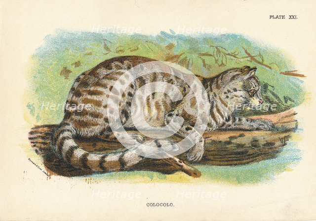 'Colocolo', 1896. Artist: Unknown.