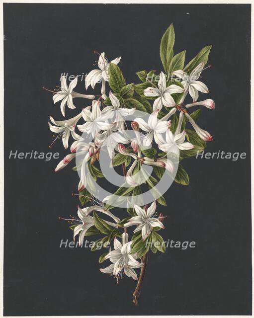 Branch of Azaleas in Bloom, 1831. Creator: M. de Gijselaar.