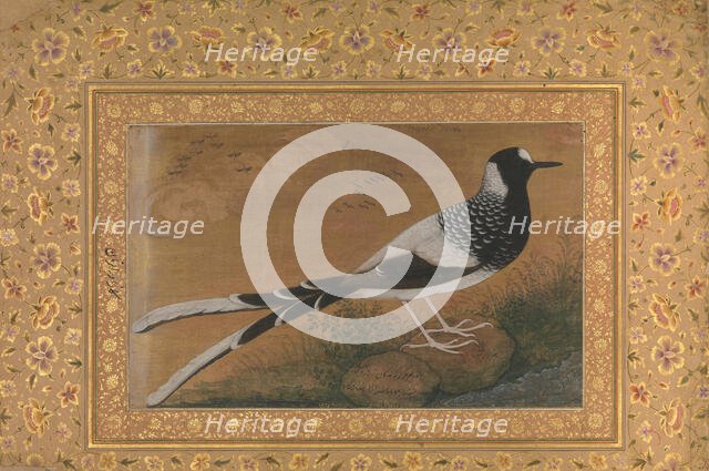 Spotted Forktail, Folio from the Shah Jahan Album, recto: ca. 1610-15; verso ca. 1540. Creator: Abu al-Hasan.