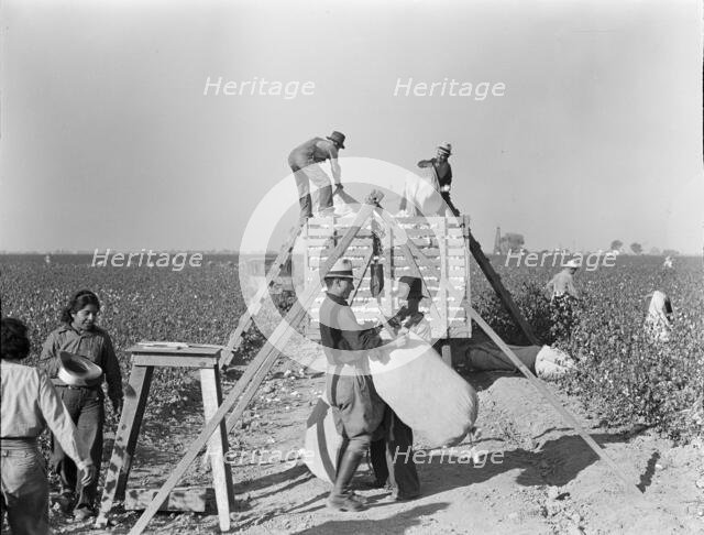 Weighing in and loading cotton, Southern San Joaquin Valley, California, 1936. Creator: Dorothea Lange.