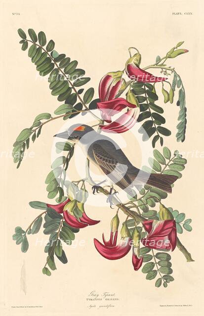 Gray Tyrant, 1833. Creator: Robert Havell.