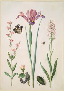 Catchfly with admiral, rose with fox moth, iris, hoverfly, jewel beetle and orchid, (after 1691?). Creator: Maria Sibylla Merian circle.