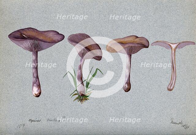 The wood blewit fungus (Lepista nuda): four fruiting bodies, 1898. Creator: Unknown.